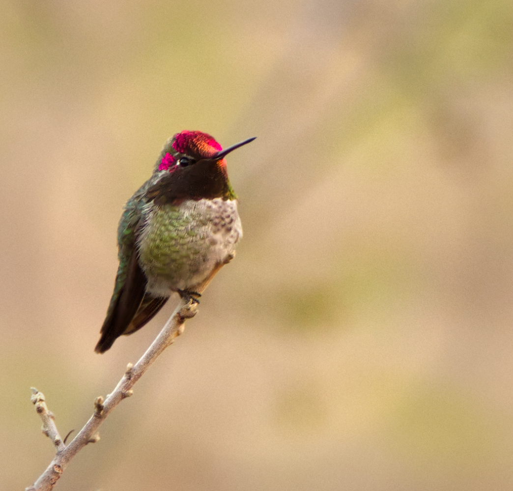 photo "Лесная Колибри" tags: nature, hummingbird, Колибри