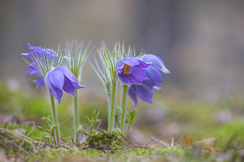 photo "***" tags: macro and close-up, растения