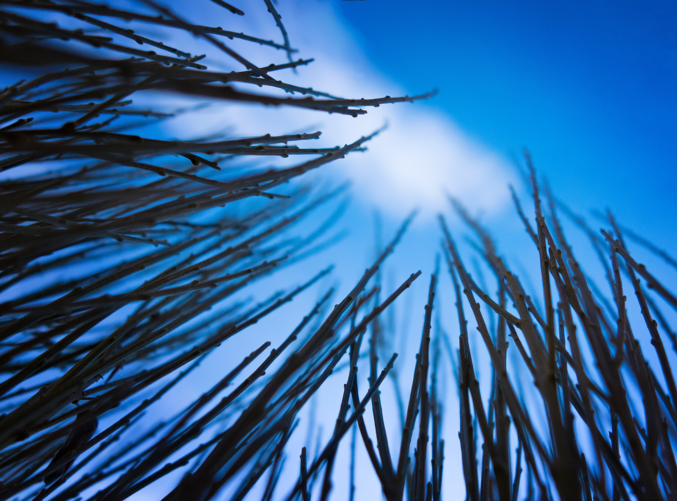 photo "***" tags: landscape, still life, macro and close-up, grass, sky, В траве, живая природа, облако, растения, стебли, тянутся к солнцу