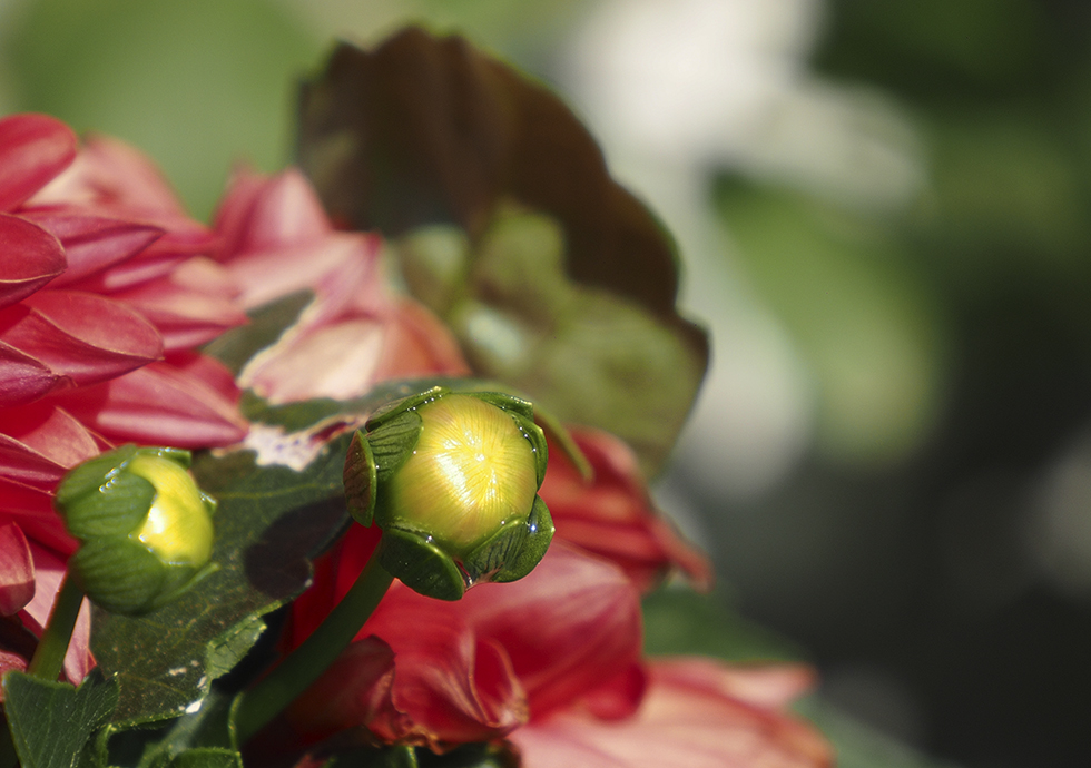 photo "The nut" tags: nature, macro and close-up, still life, 