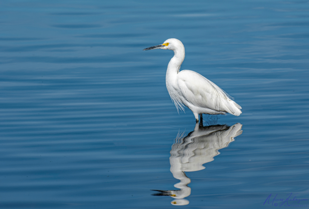 photo "Little Egret" tags: nature, travel, wild animals bird fish lake