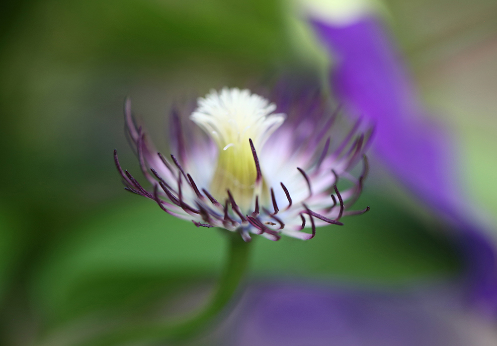 фото "Clematis" метки: , 