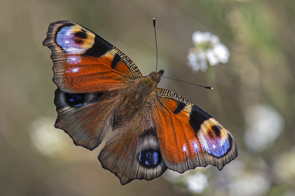 photo "***" tags: macro and close-up, бабочки