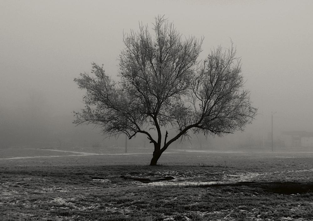 фото "Дерево Моны" метки: , 