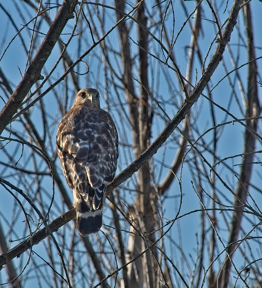 photo "Взгляд со спины - Краснохвостый ястреб" tags: nature, Red-tailed, hawk