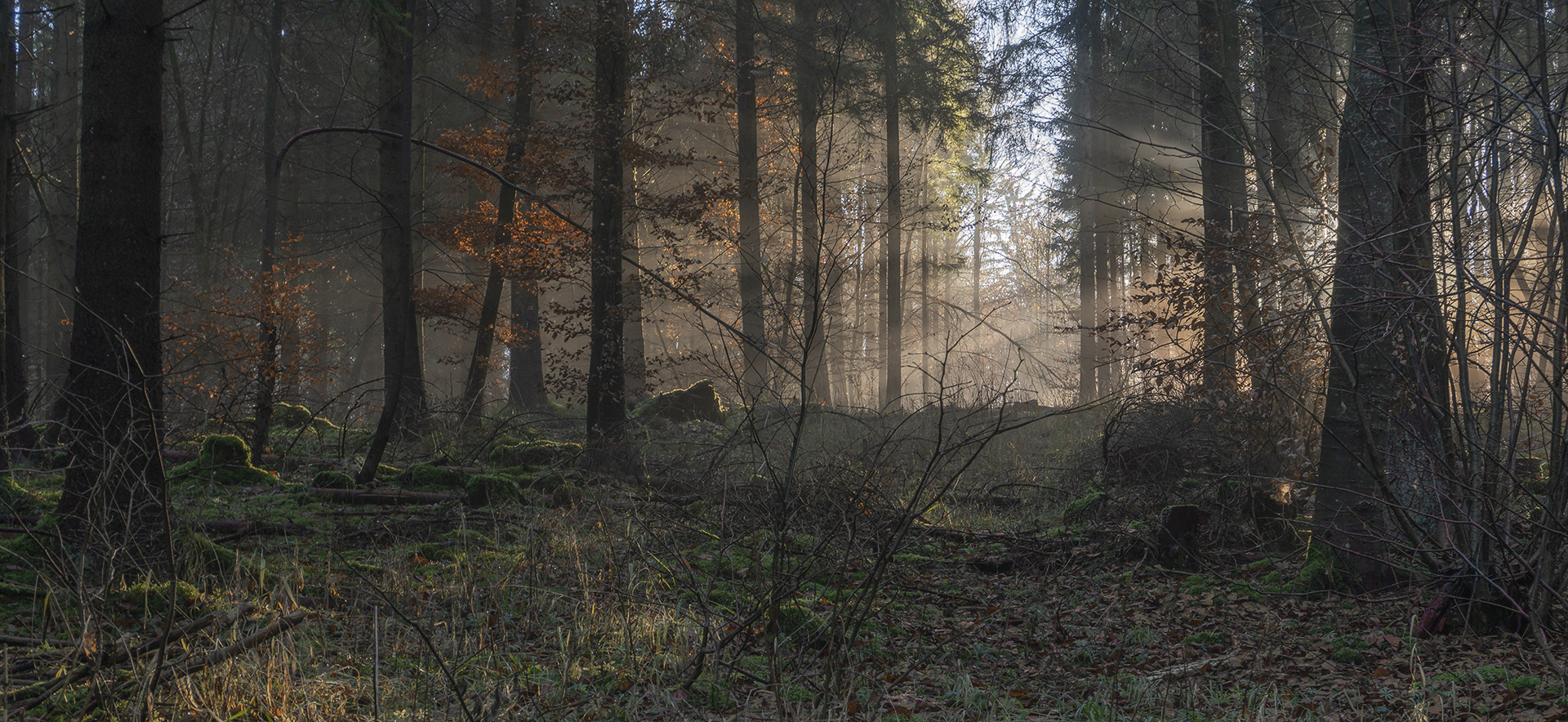 фото "Утро в лесу" метки: пейзаж, 