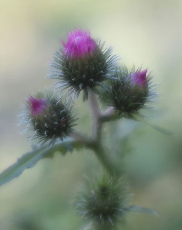 photo "***" tags: nature, Lensbaby Composer Pro