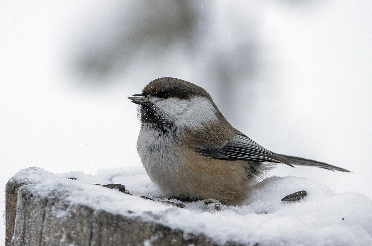 фото "Сероголовая гаичка" метки: природа, макро и крупный план, birds, fauna, photo hunt, гаичка, дикие животные, зима, сероголовая гаичка