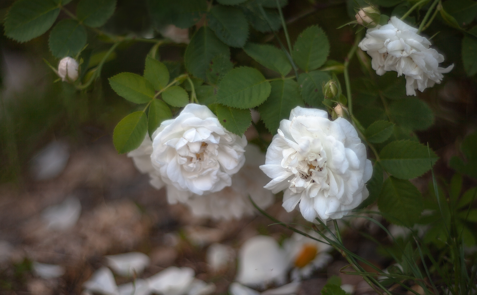 photo "***" tags: nature, 