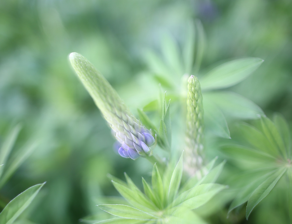 photo "***" tags: , double exposure