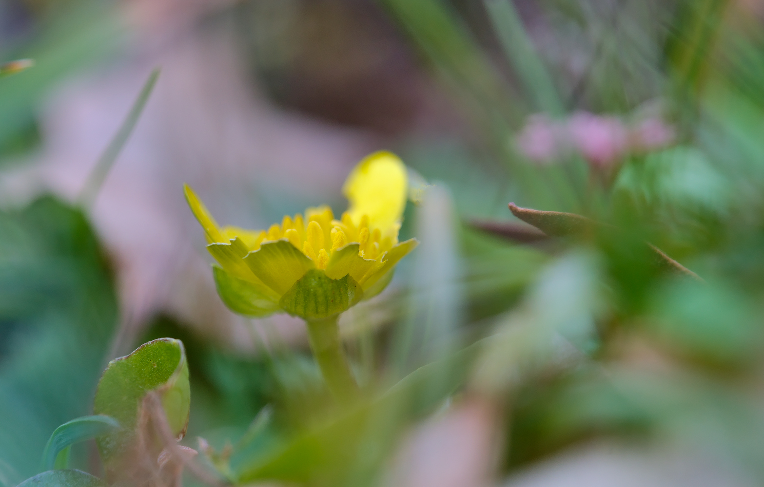 photo "***" tags: macro and close-up, 