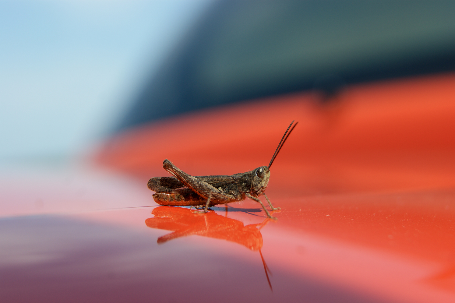 photo "Grasshopper" tags: nature, macro and close-up, travel, 