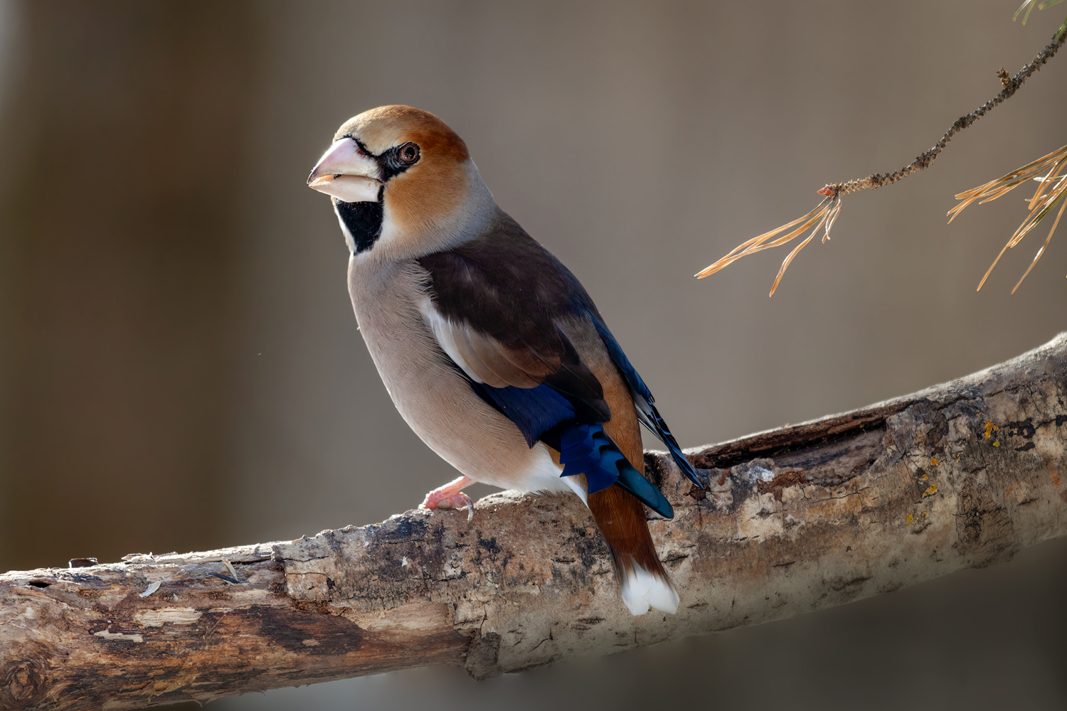 photo "***" tags: nature, macro and close-up, bird, wild animals, дубонос, фотоохота