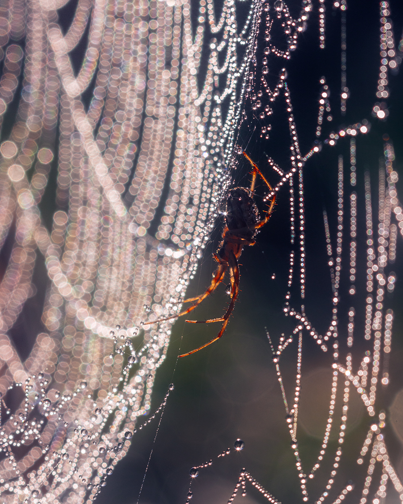 photo "***" tags: macro and close-up, 