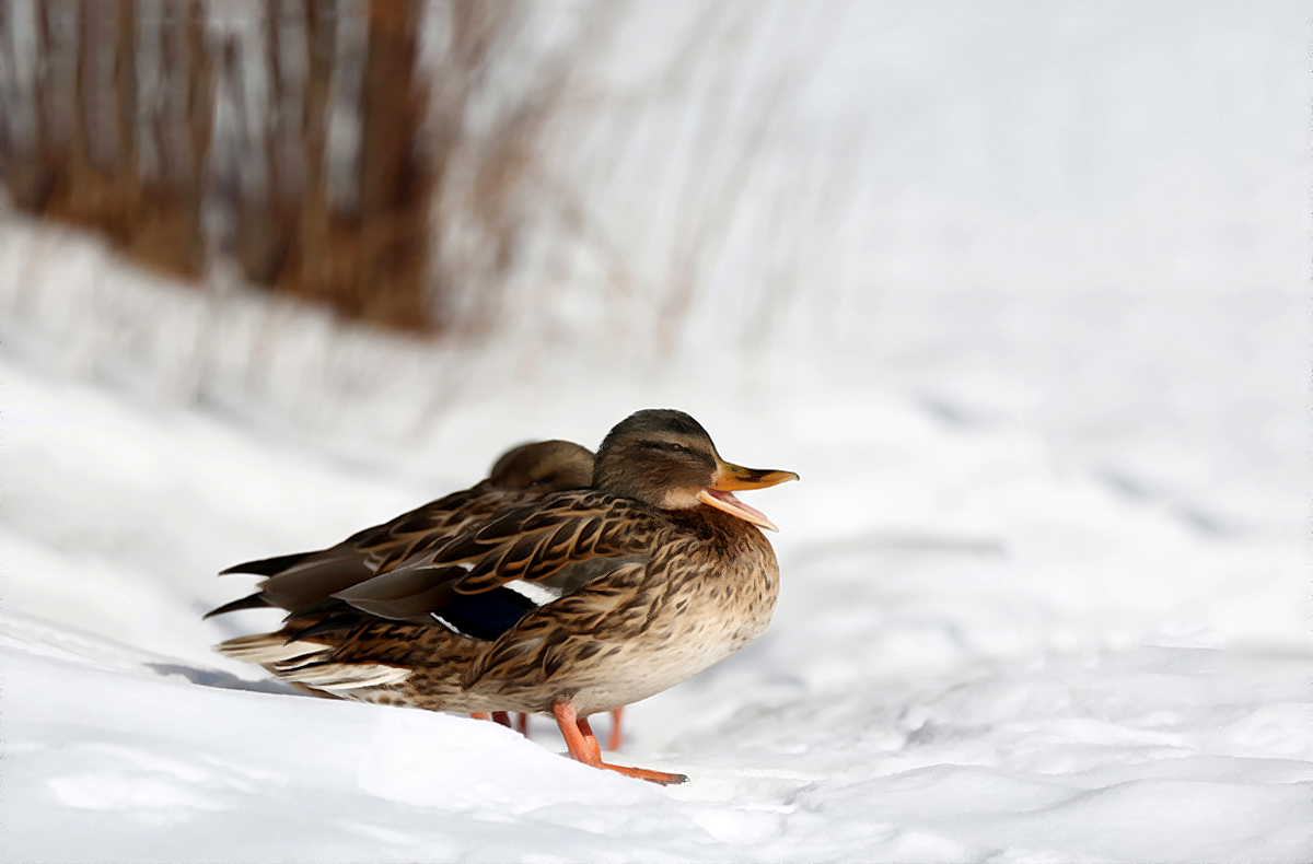 фото "***" метки: , 