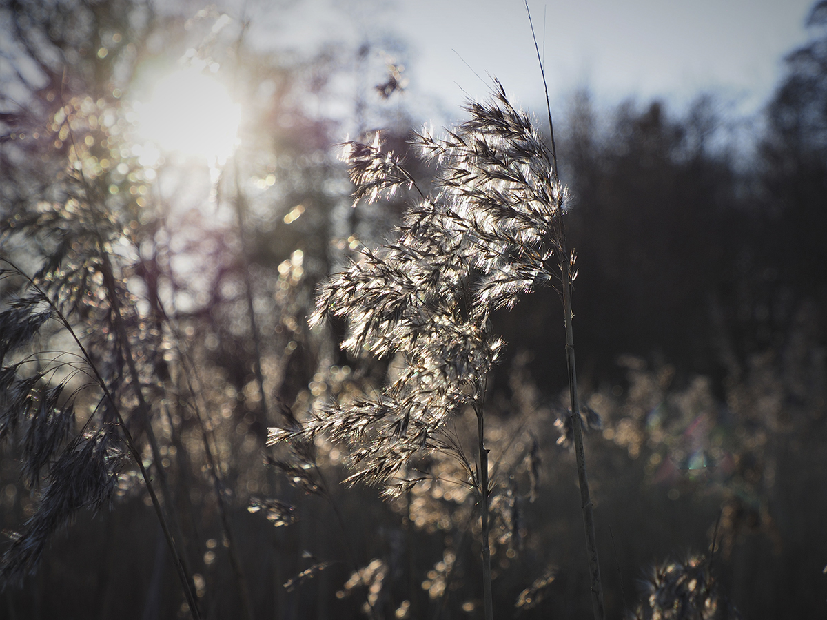 photo "Straws" tags: landscape, nature, macro and close-up, 