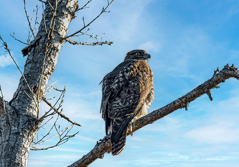 photo "Red-tailed hawk" tags: nature, travel, wild animals bird fish lake