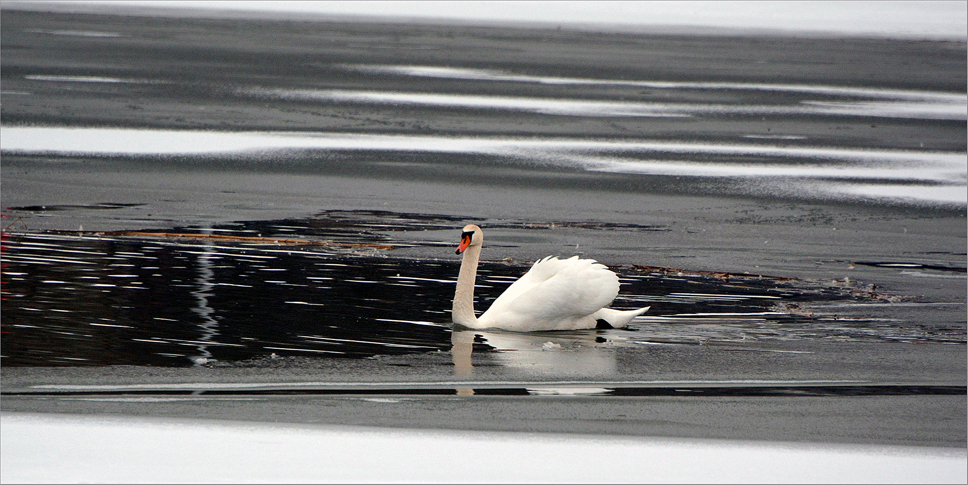 photo "***" tags: nature, snow, winter, лебеди