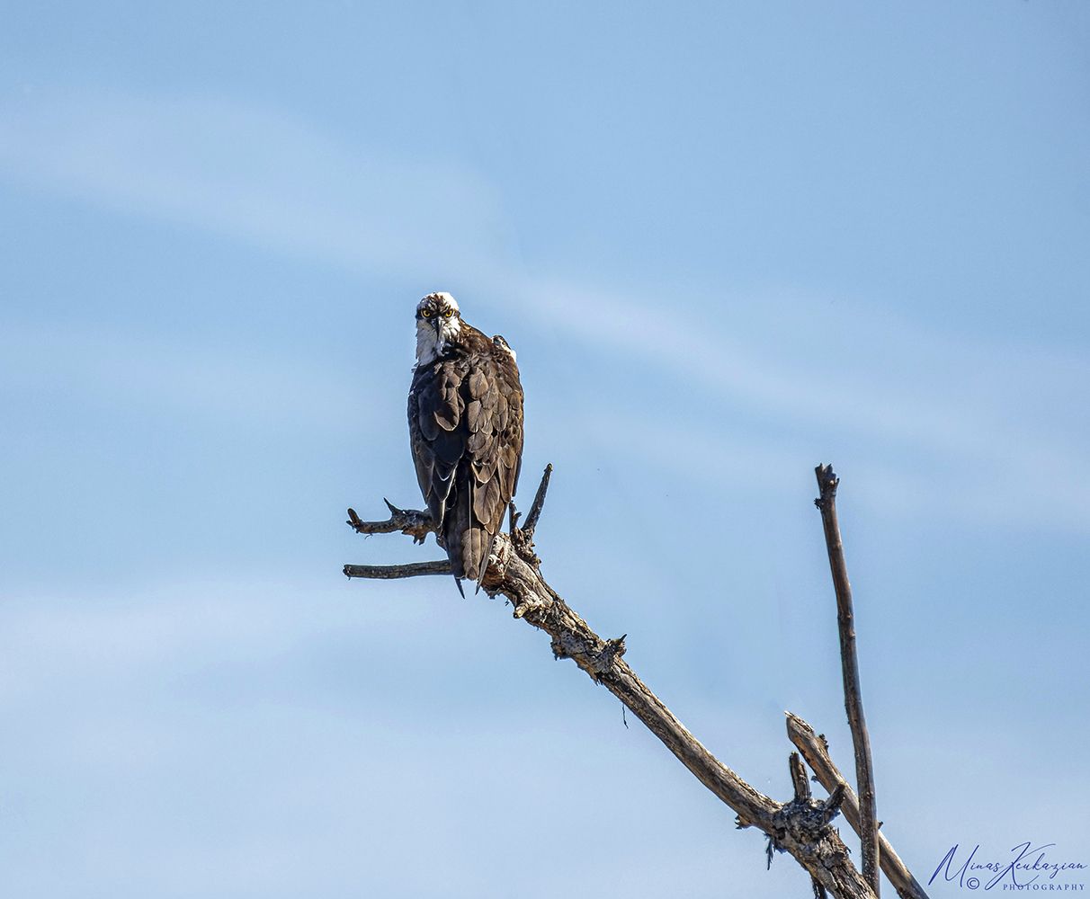 фото "Osprey" метки: природа, путешествия, wild animals bird fish lake
