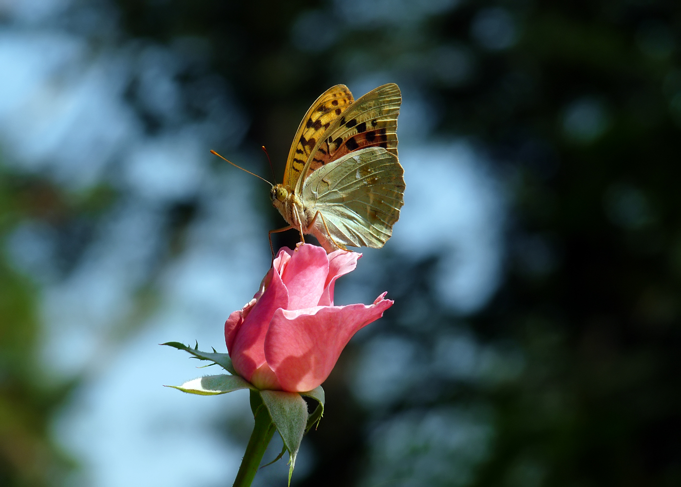 photo "***" tags: macro and close-up, insect