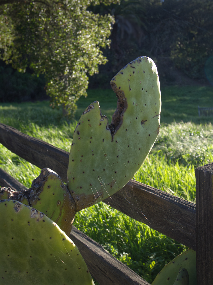 фото "На заборе" метки: юмор, Cactus