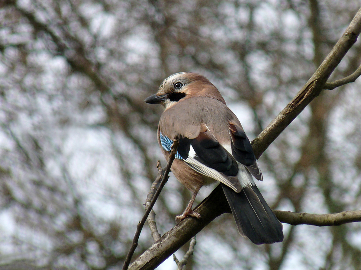 photo "***" tags: nature, wild animals