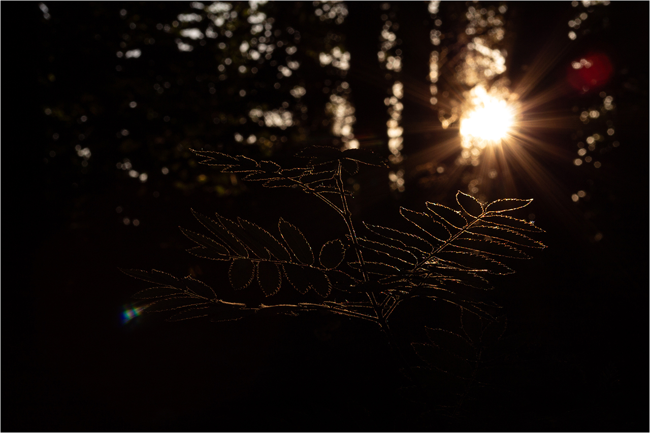 photo "***" tags: landscape, nature, macro and close-up, evening, forest, summer, sun, sunset, деревья, листья