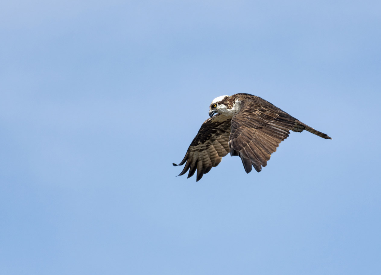 photo "Osprey" tags: nature, travel, wild animals bird fish lake