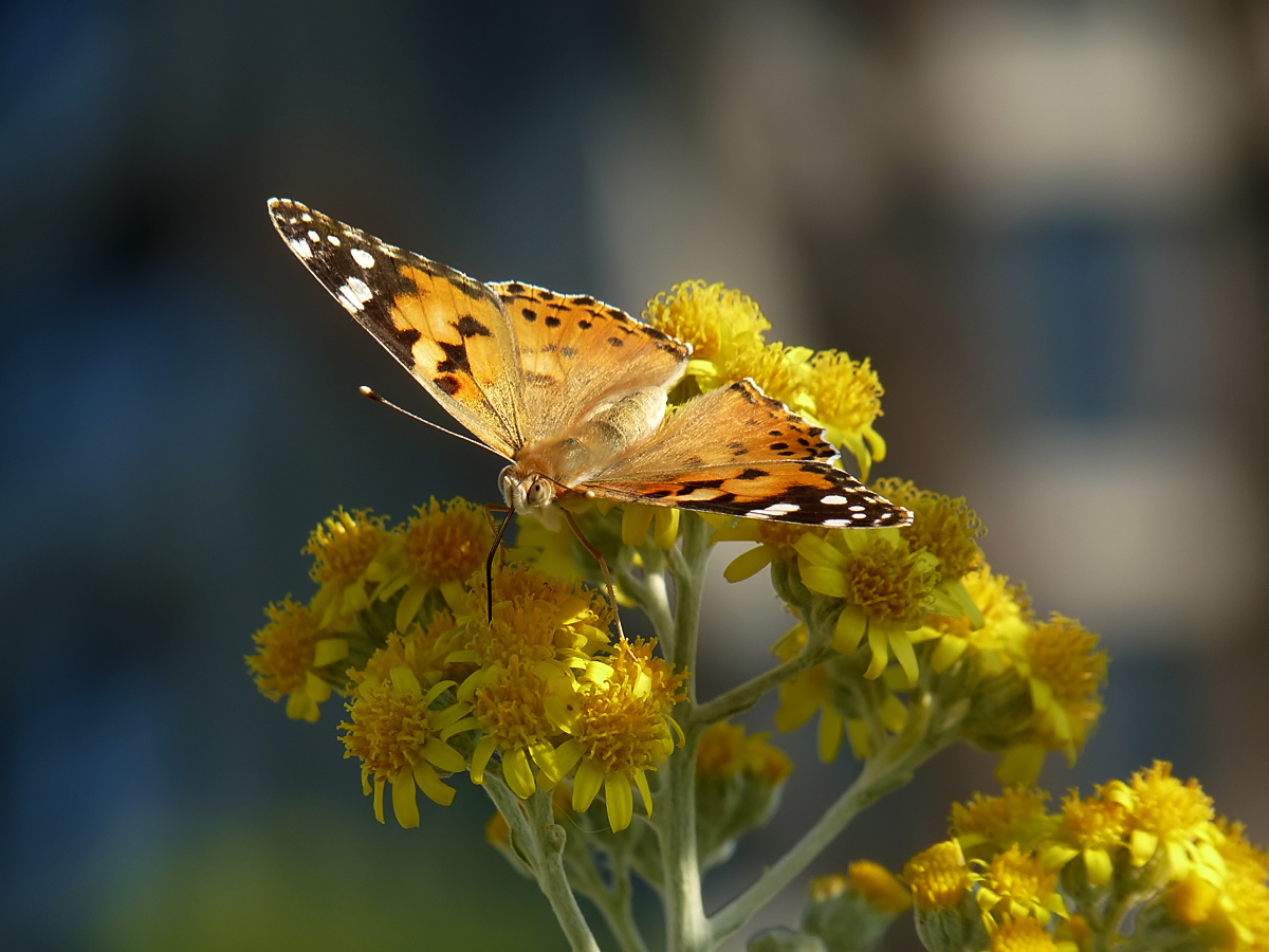 photo "***" tags: macro and close-up, 