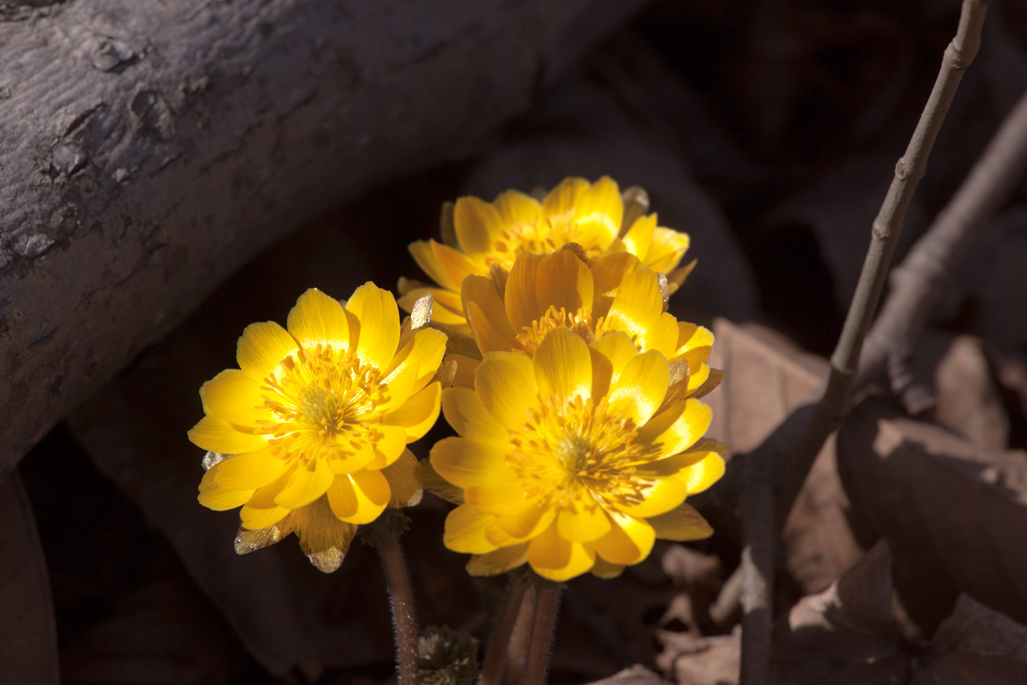 photo "***" tags: nature, macro and close-up, spring, цветы.