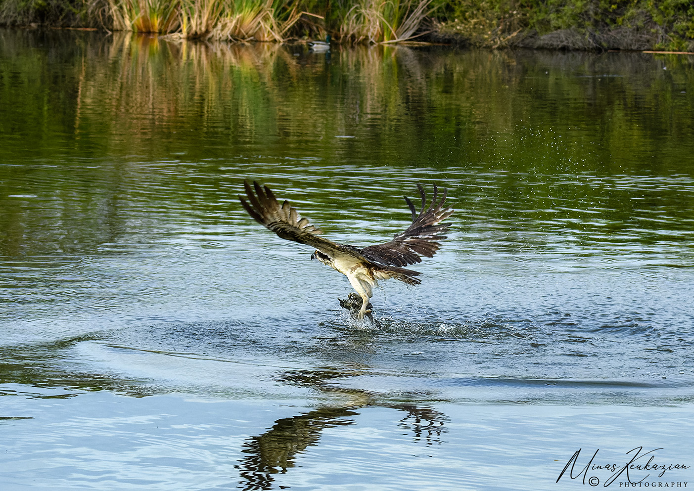 photo "Osprey wirh catch of the day" tags: nature, wild animals bird fish lake