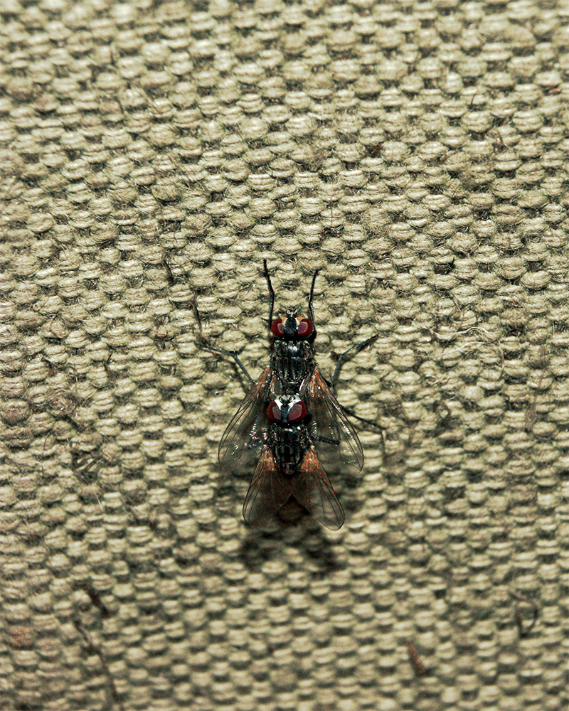 photo "flies" tags: nature, macro and close-up, misc., 