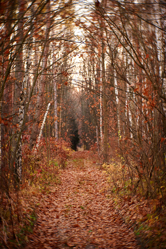 photo "***" tags: landscape, nature, autumn, evening, road, настроение, полесье