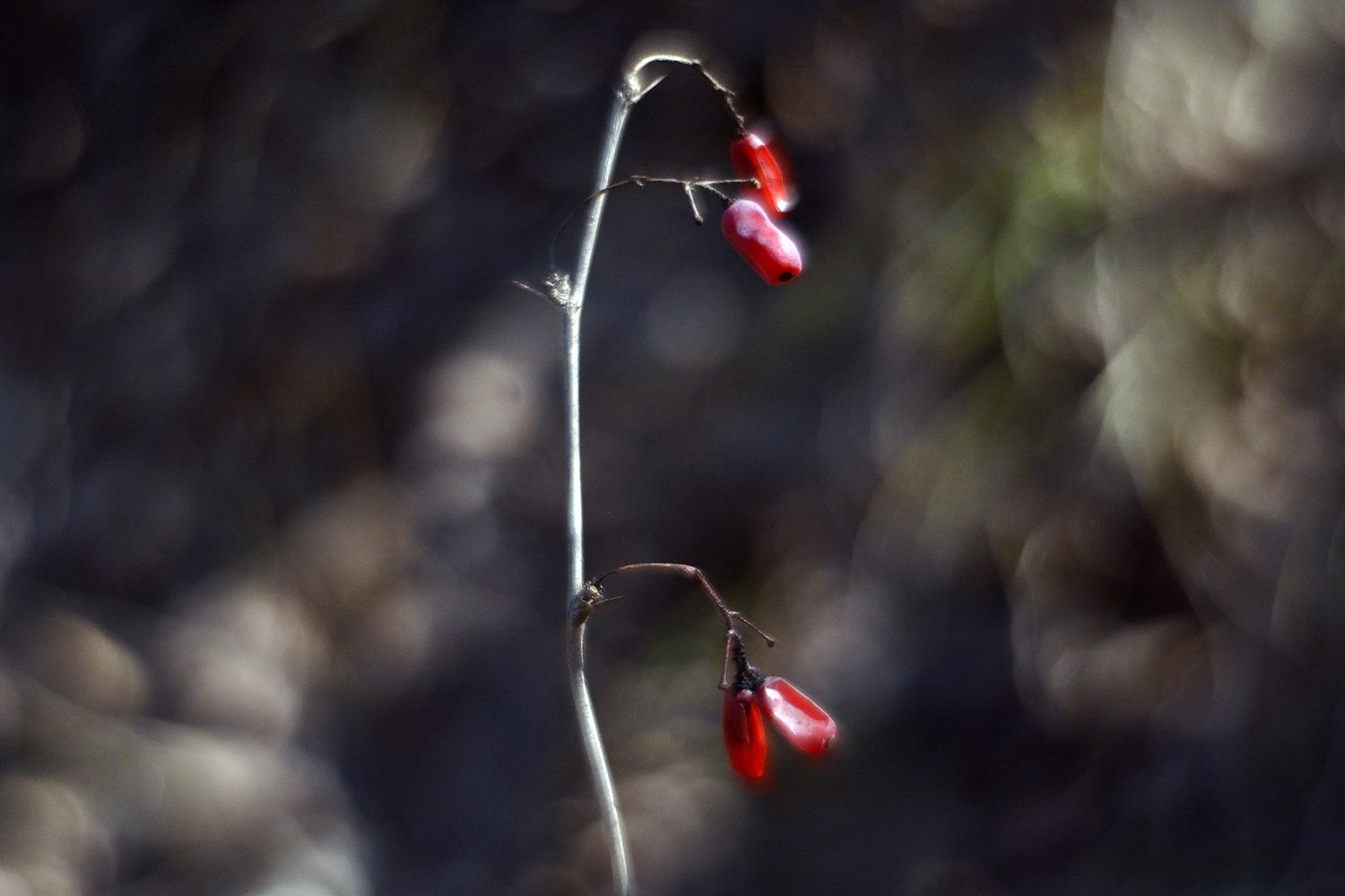 photo "***" tags: nature, forest, light, Ягоды