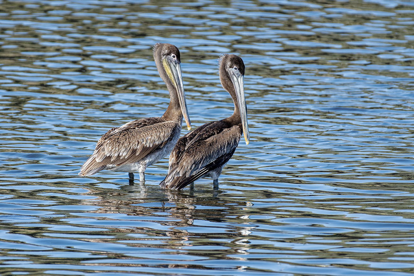 photo "Brown Pelican" tags: nature, wild animals bird fish lake