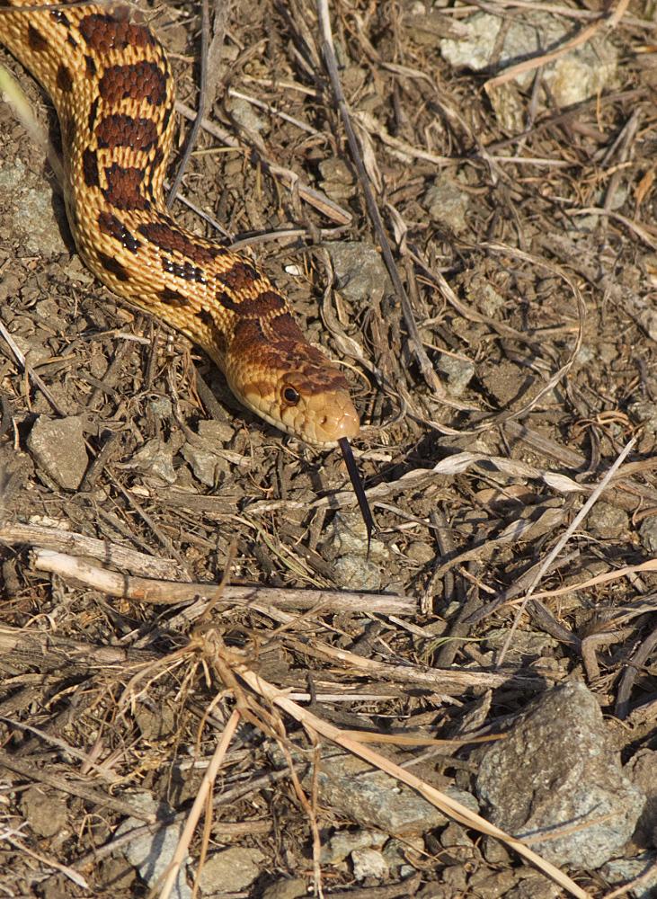 photo "О сусликовой змее" tags: nature, gopher snake