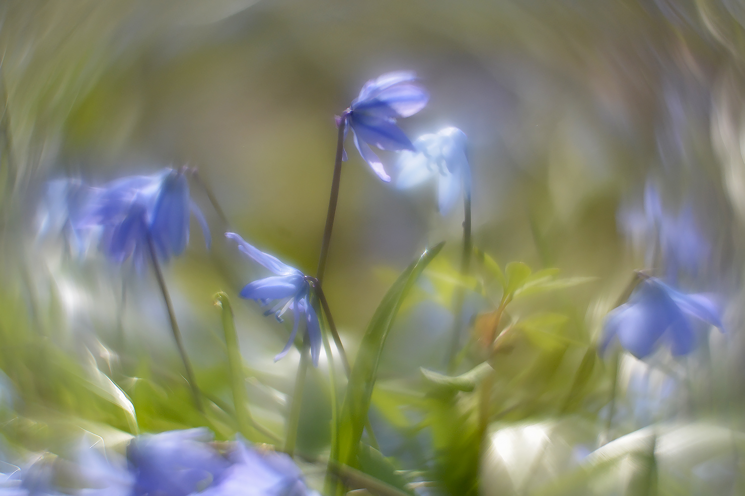 фото "Калейдоскоп весны." метки: природа, весна, солнце, цветы