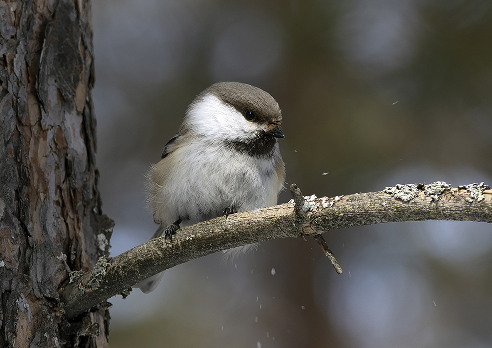 photo "***" tags: nature, portrait, bird, birds, fauna, photo hunt, taiga, сероголовая гаичка, фауна, фотоохота