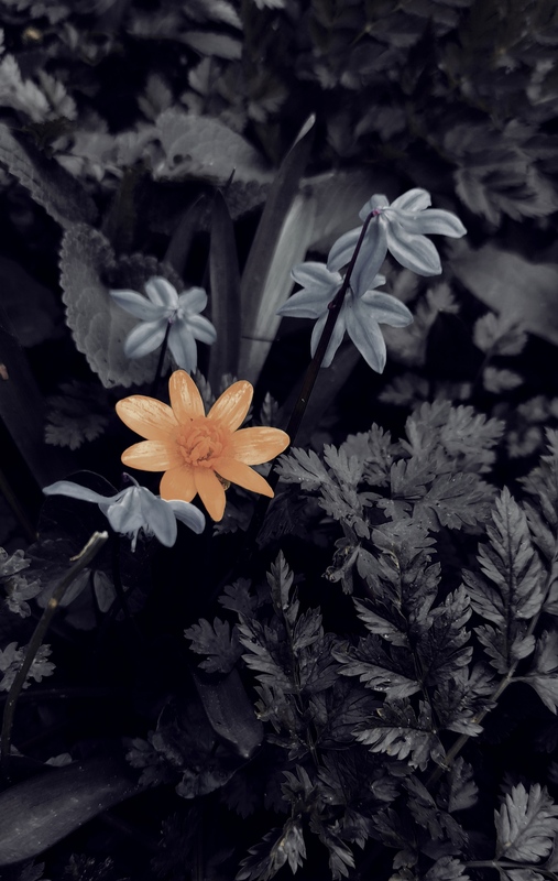 photo "***" tags: nature, 