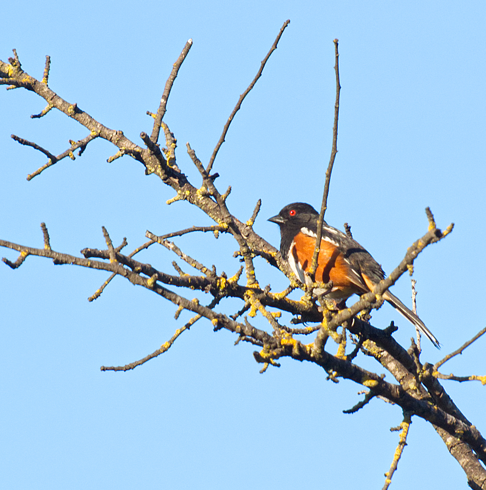 photo "Пипило пятнистый (Spotted Towhee)" tags: nature, SPOTTED TOWHEE  местное назван