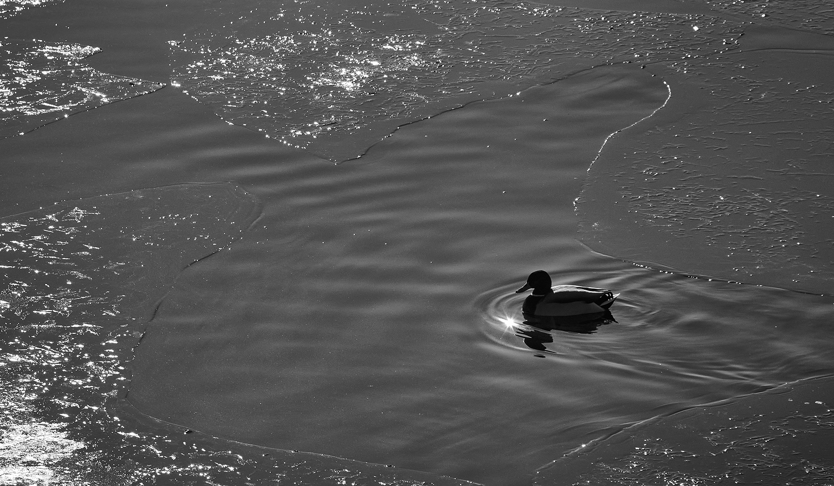 photo "***" tags: black&white, nature, контровый свет, лед тронулся, льдины, ранняя весна, утка, утка среди льдин
