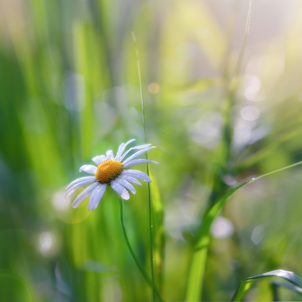 photo "***" tags: macro and close-up, 