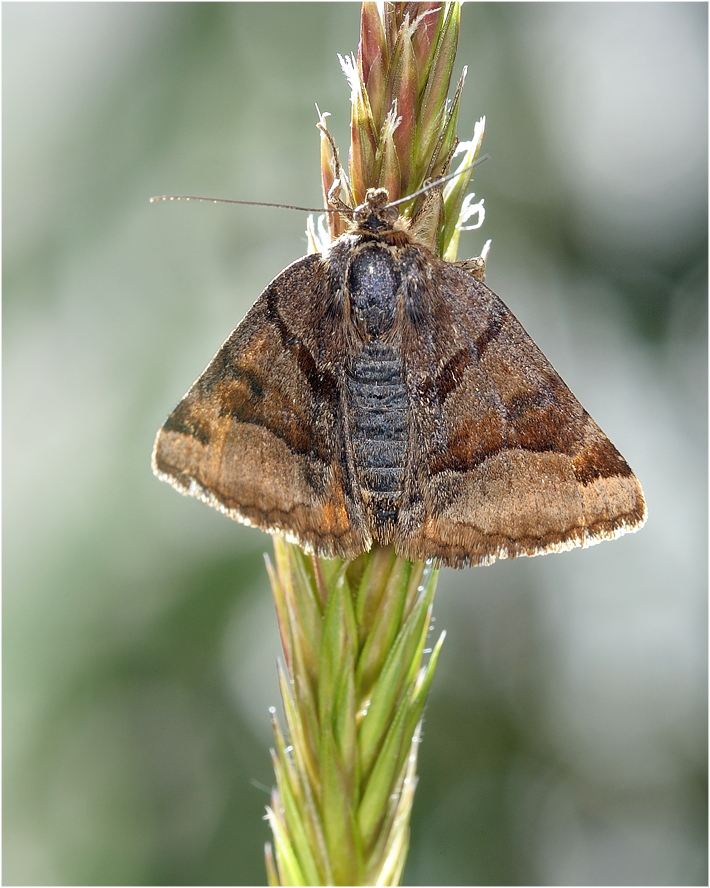 фото "Abrostola triplasia - Совка крапивная бурая" метки: макро и крупный план, 