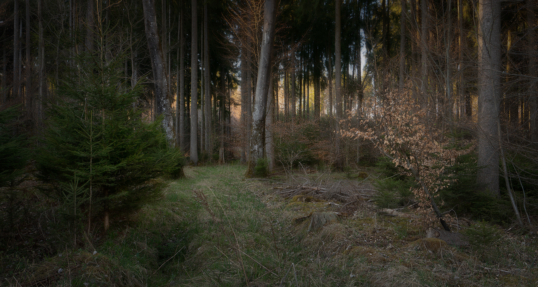 фото "Вечер в лесу" метки: пейзаж, 