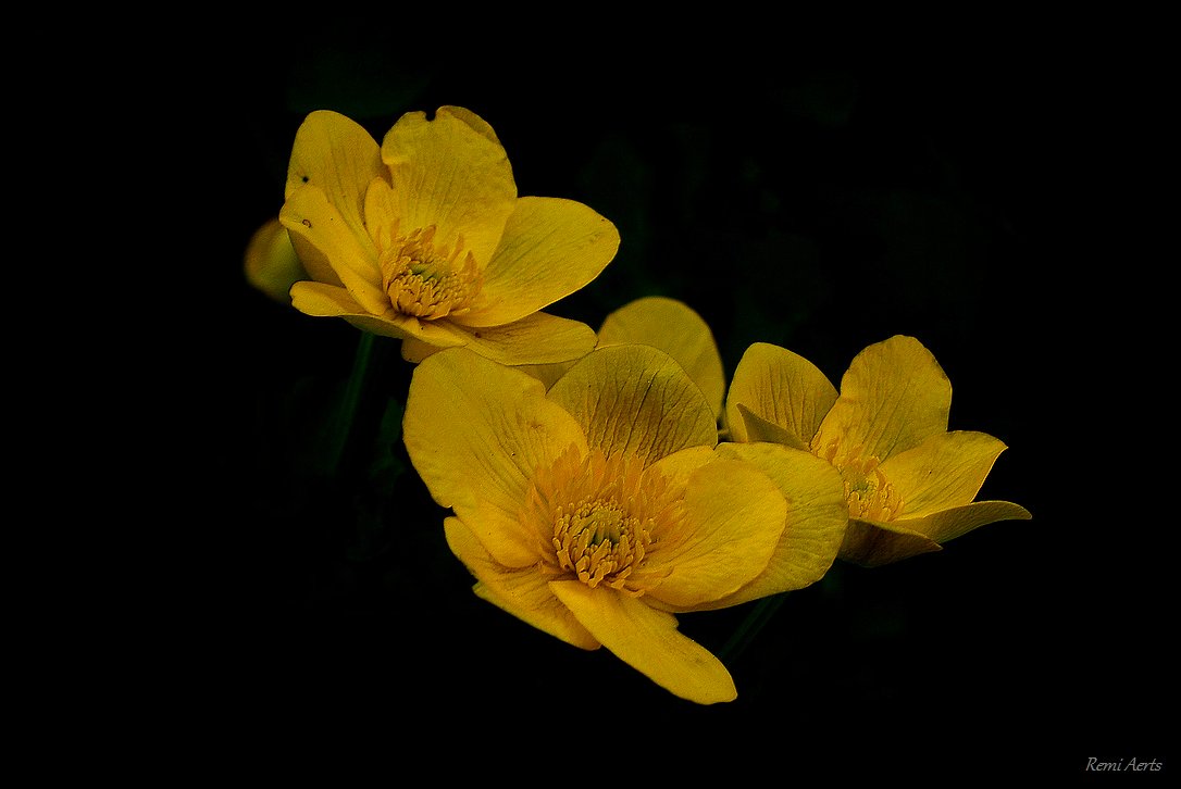 photo "***" tags: nature, macro and close-up, 