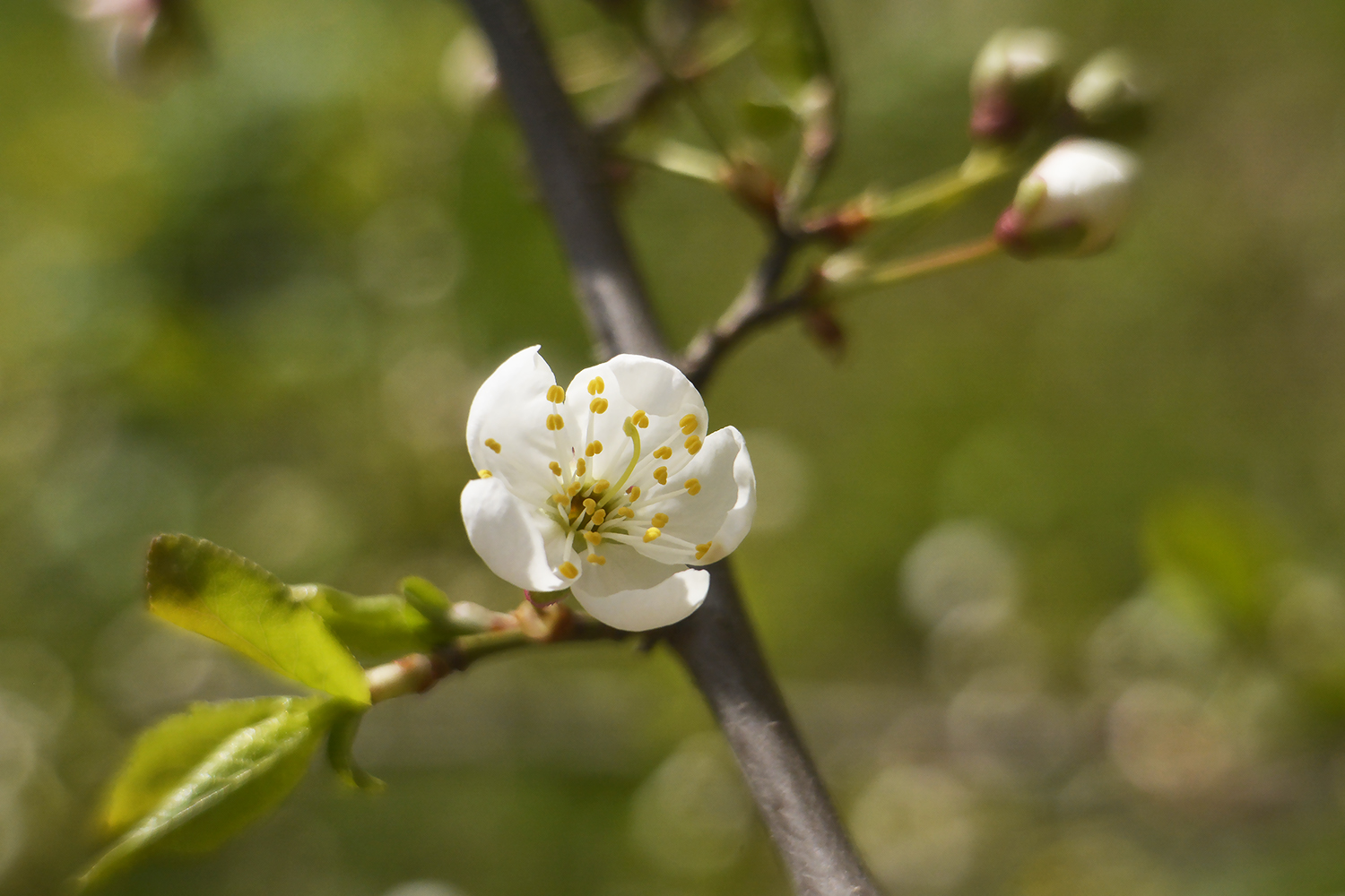 photo "***" tags: nature, spring, цветение