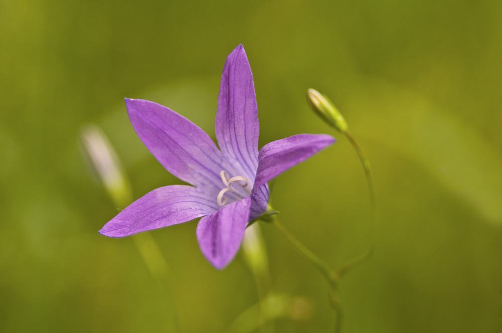 photo "***" tags: macro and close-up, spring, макро, цветок