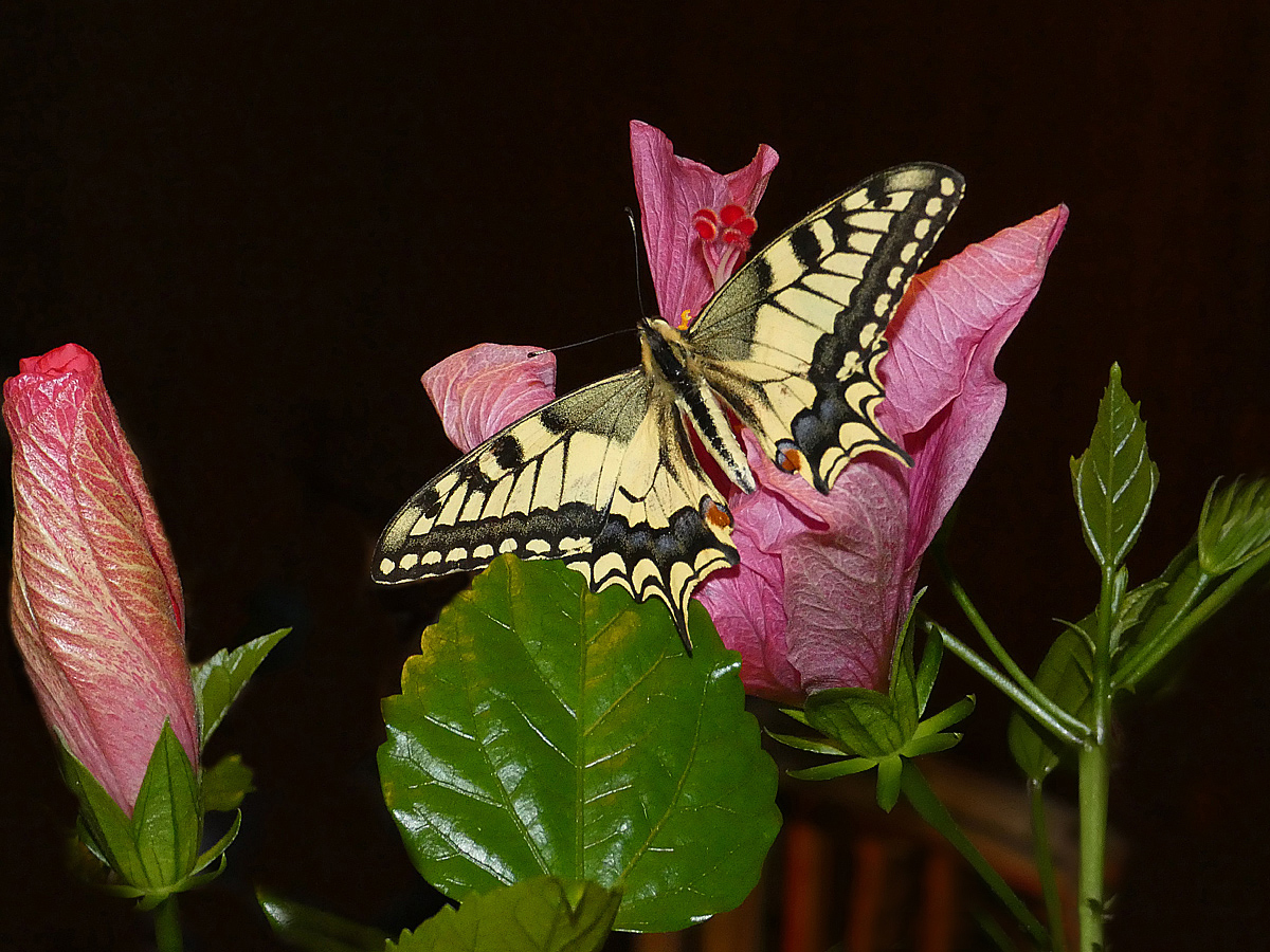 photo "***" tags: nature, flowers