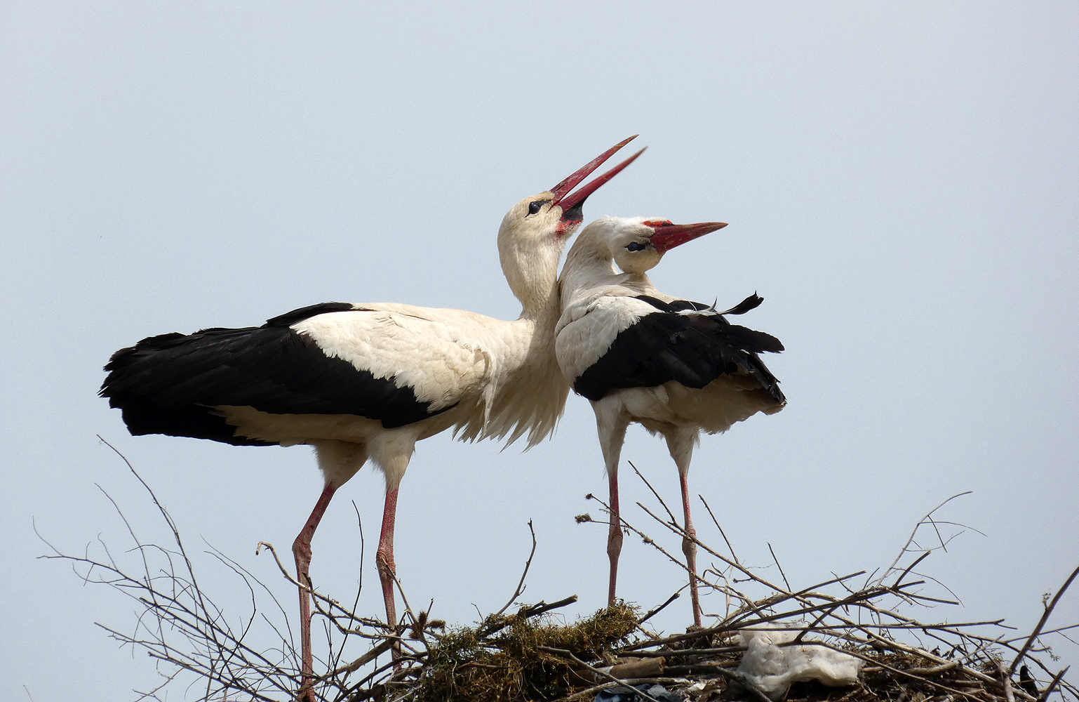 photo "***" tags: nature, wild animals