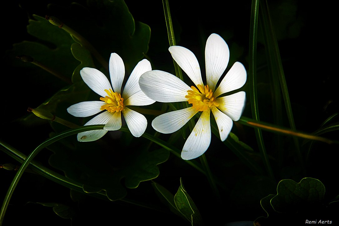 photo "***" tags: nature, macro and close-up, 